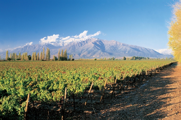 Santiago: Main Chilean Wineries Private Half-Day Tours Private Half-Day Santa Rita Winery