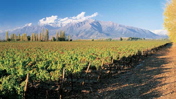 santiago main chilean wineries private halfday tours