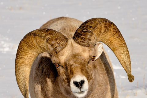 Grand Teton National Park: 8-Hour Willdlife & Snowshoe Tour Private Tour for 6-7 People