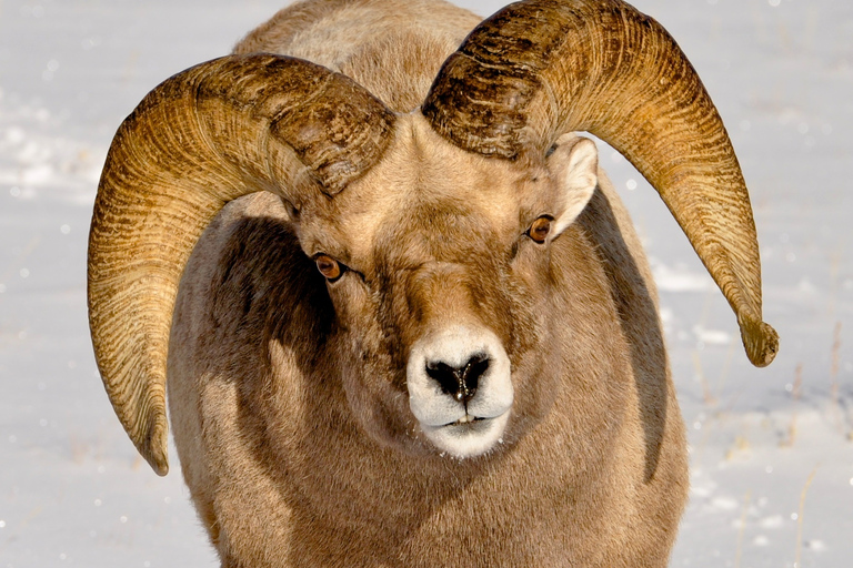 Grand Teton National Park: 8-Hour Willdlife & Snowshoe Tour Private Tour for 6-7 People