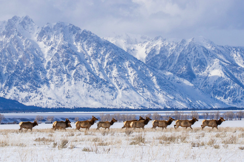 Grand Teton National Park: 8-Hour Willdlife & Snowshoe Tour Private Tour for 6-7 People