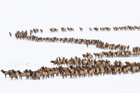 From Jackson: 4-Hour Eco Safari in Grand Teton National Park Sunset Grand Teton Wildlife Tour