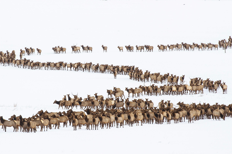 From Jackson: 4-Hour Eco Safari in Grand Teton National Park Sunset Grand Teton Wildlife Tour