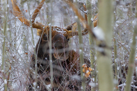 From Jackson: 4-Hour Eco Safari in Grand Teton National Park Sunset Grand Teton Wildlife Tour