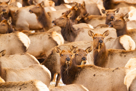 From Jackson: 4-Hour Eco Safari in Grand Teton National Park Sunset Grand Teton Wildlife Tour