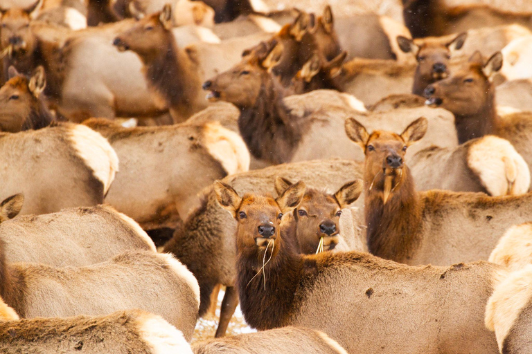 From Jackson: 4-Hour Eco Safari in Grand Teton National Park Sunset Grand Teton Wildlife Tour