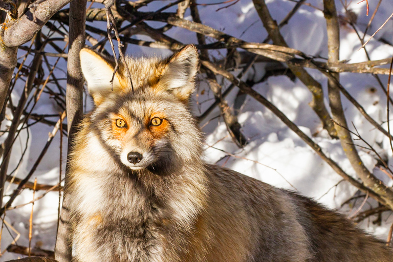 From Jackson: 4-Hour Eco Safari in Grand Teton National Park Sunset Grand Teton Wildlife Tour