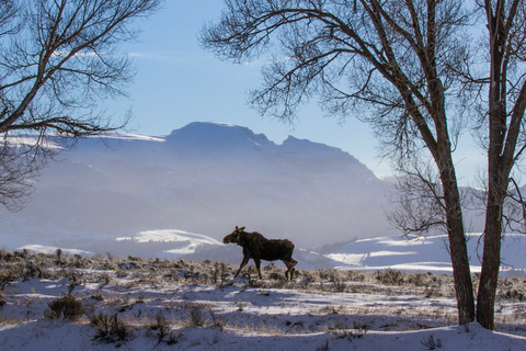 From Jackson: 4-Hour Eco Safari in Grand Teton National Park Sunset Grand Teton Wildlife Tour