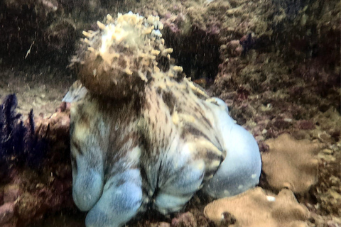 Muscat : Les îles Daymaniat s&#039;essaient à la plongée sous-marine