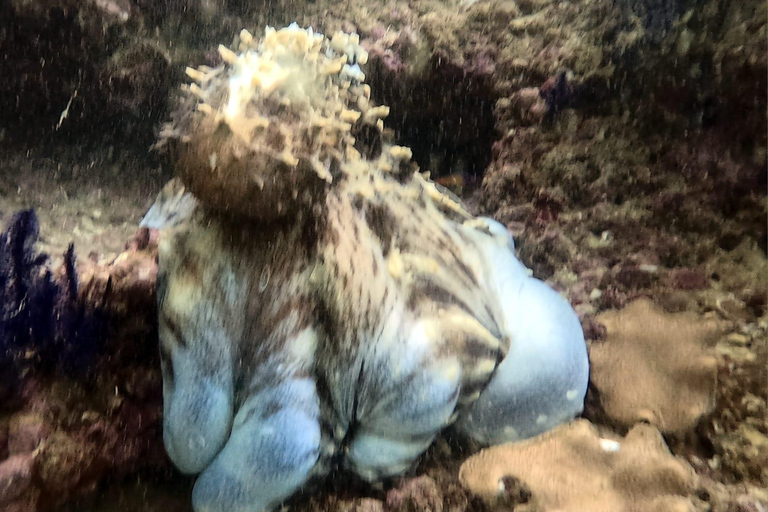 Muscat : Les îles Daymaniat s&#039;essaient à la plongée sous-marine