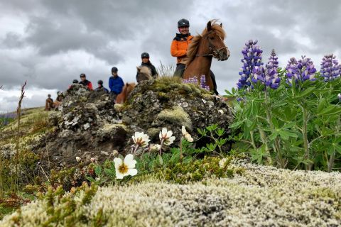 Randonnée à cheval en petit groupe au départ de Reykjavik