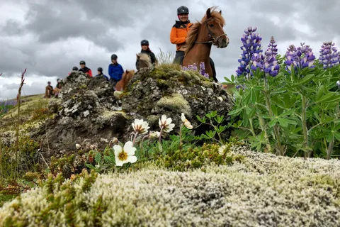 Reykjavik: Small-Group Horse Volcano Riding Tour with Pickup
