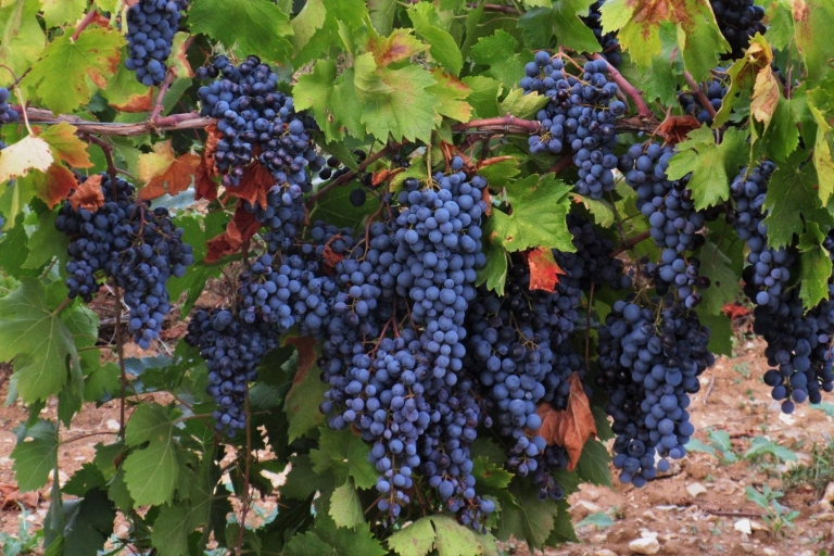 Depuis Aix-en-Provence : Wine Tour dans la campagne cézannenaiseDégustation de vins au Pays de Cézanne - Matin