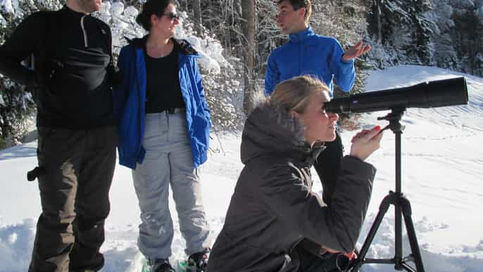 megève randonnée dobservation de la faune en raquettes