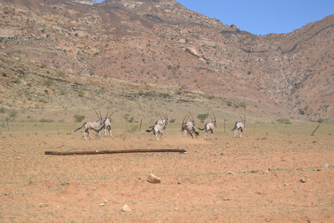 Namib Naukluft Park Trip