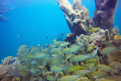 First Time Scuba Diving Experience in Punta Cana