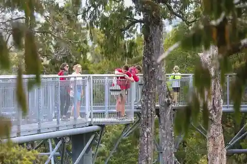 West Coast Treetop Walkway Entrance Ticket