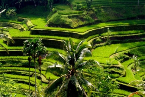 Best of Centraal Bali: waterval, olifantsgrot & rijstveldenPremium privéoptie