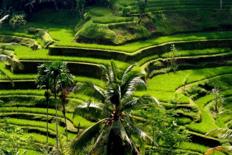 Best of Centraal Bali: waterval, olifantsgrot & rijstveldenPremium privéoptie