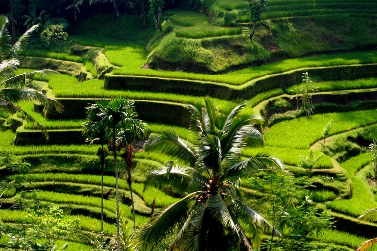 Bali: cascada, la cueva del Elefante y los campos de arrozOpción estándar privada