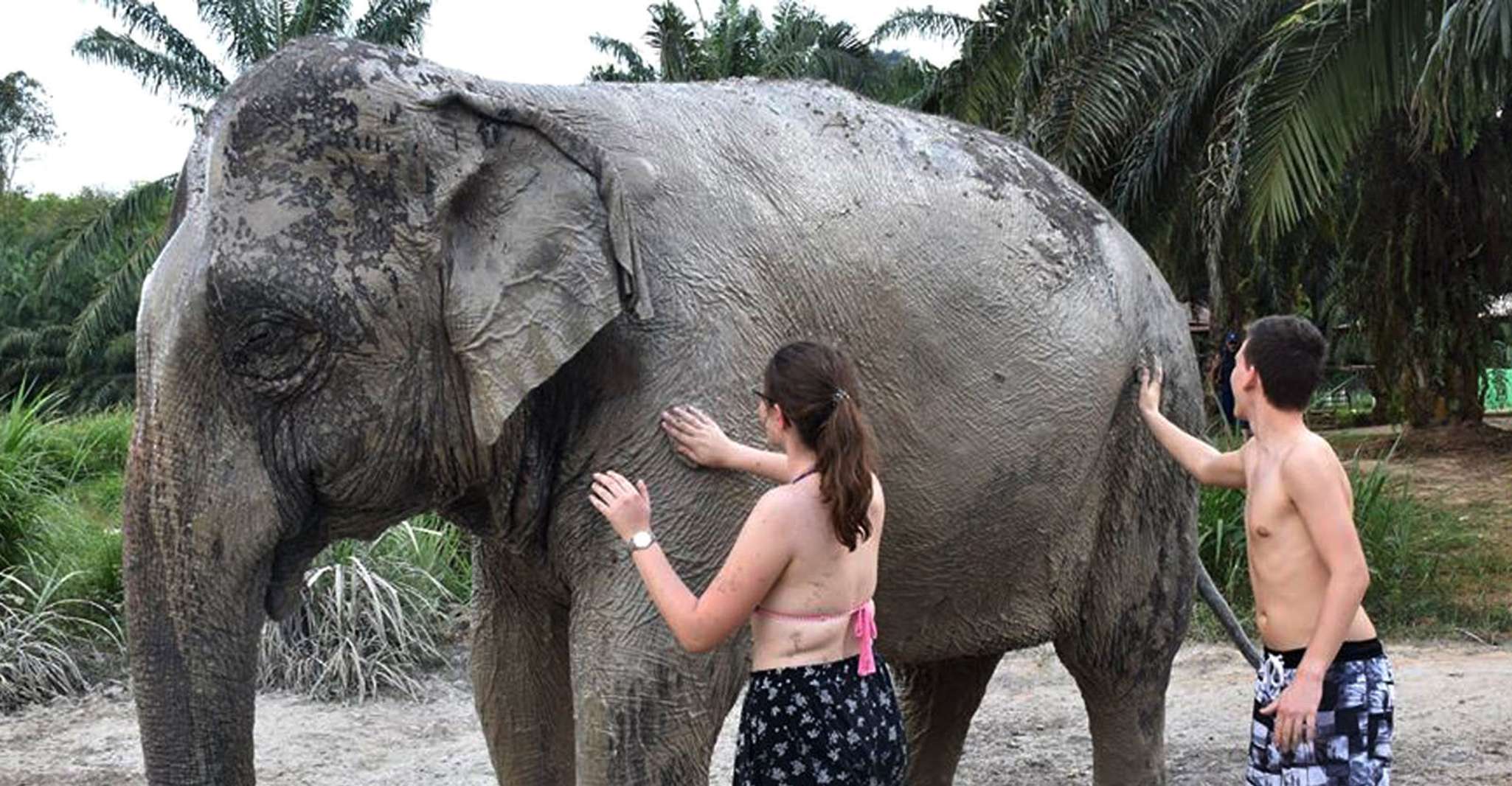 Ko Lanta Yai, Half-Day Ethical Elephant Sanctuary Tour - Housity