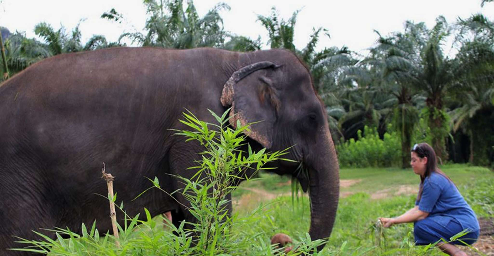 Ko Lanta Yai, Half-Day Ethical Elephant Sanctuary Tour - Housity