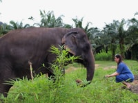 Ko Lanta Yai, een halve dag ethische olifanten heiligdom tournee - Housity