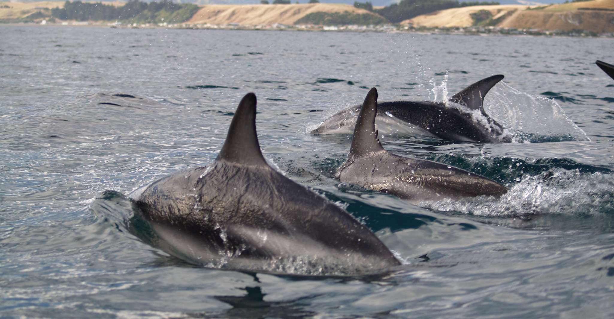 Kaikoura, Wildlife Kayaking Tour at Sunset - Housity