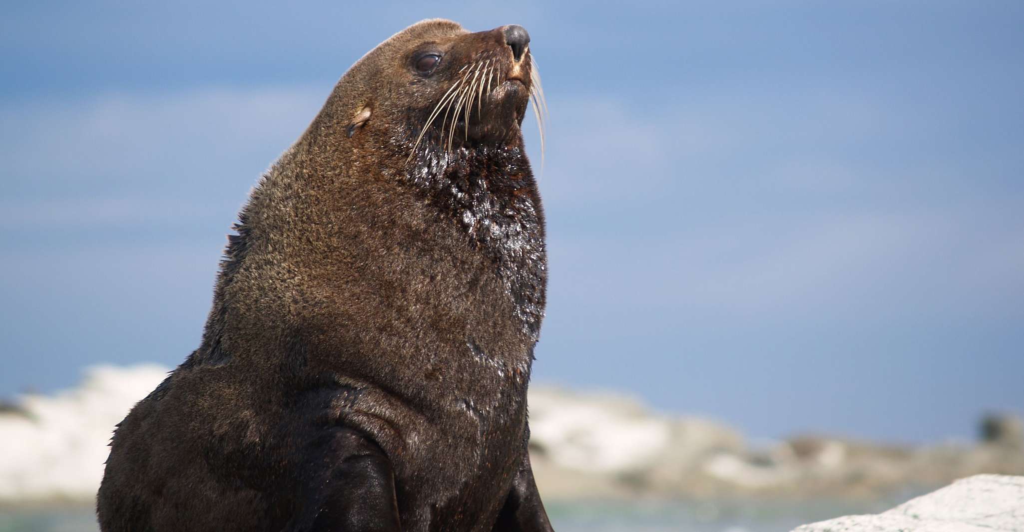 Kaikoura, Wildlife Kayaking Tour at Sunset - Housity