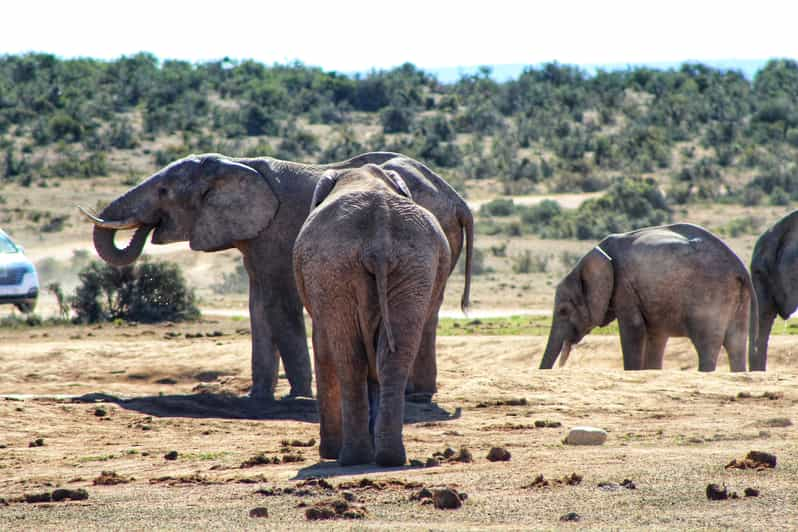 Addo Elephant National Park Full-Day Safari | GetYourGuide