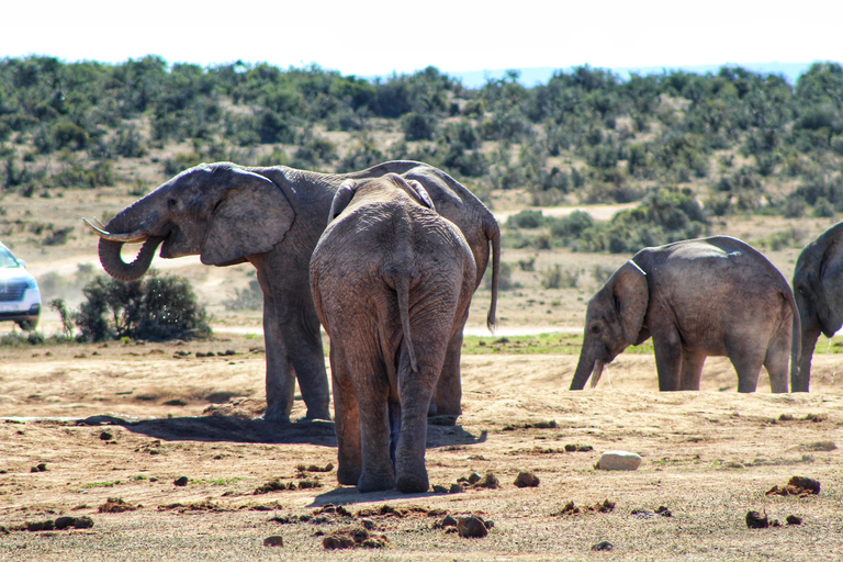 Addo Elephant National Park All Inclusive heldagssafariStandardtur