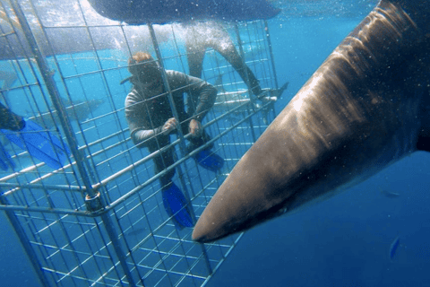 From Durban: Shark Cage Diving Experience