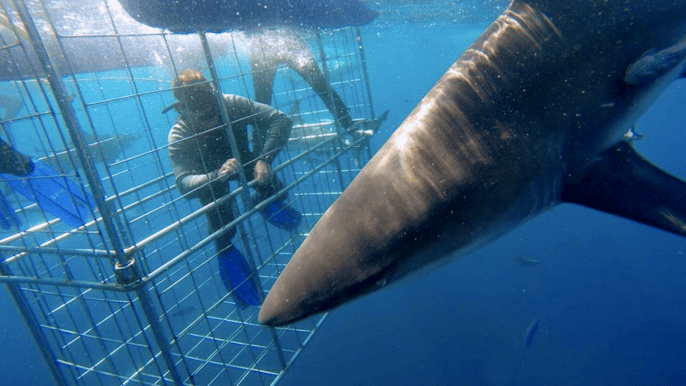 from durban shark cage diving experience