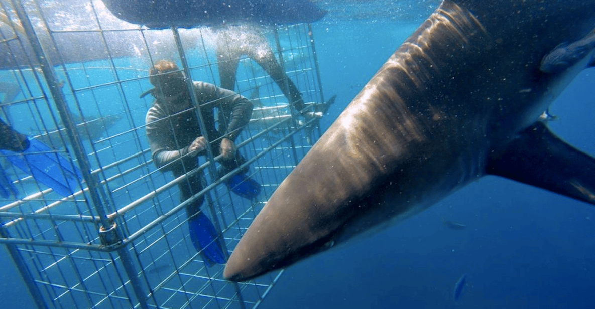 From Durban: Shark Cage Diving Experience