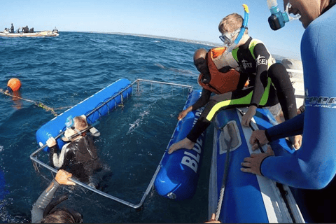From Durban: Shark Cage Diving Experience