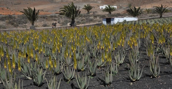 Gran Canaria Tour: Past and Present