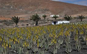  - Canarie.it