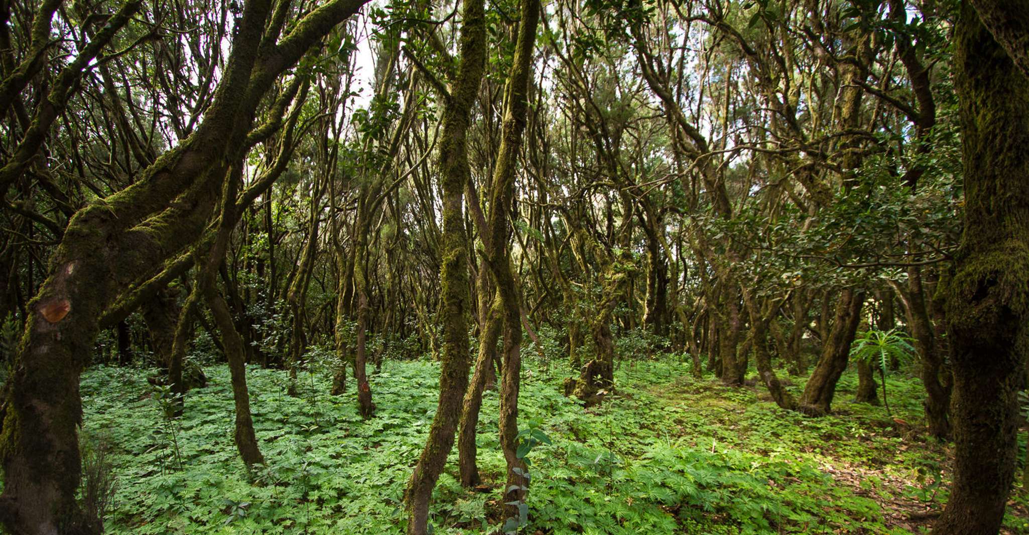 From Puerto de La Cruz, Full-Day Vip Tour to Gomera - Housity