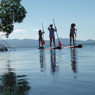 Guadeloupe: Mangrove Stand Up Paddleboard Experience