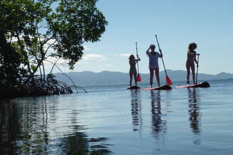 guadeloupe mangrove stand up paddleboard experience