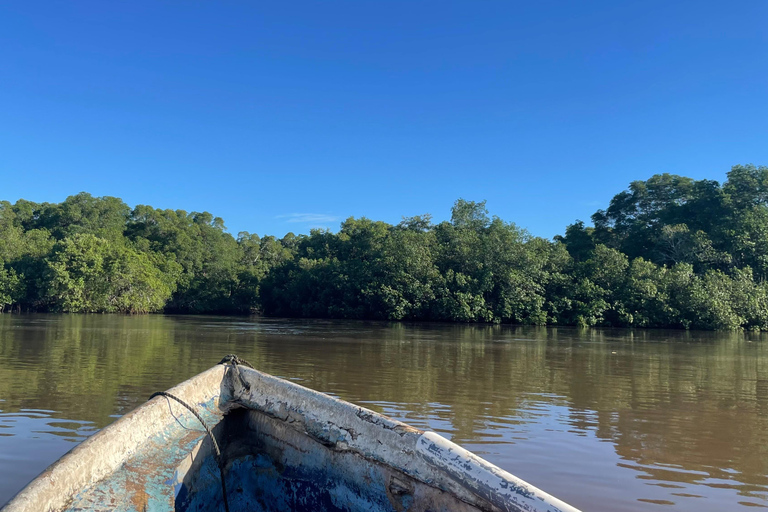 Isla Cañas: Newborn Turtle Release Tour with Breakfast