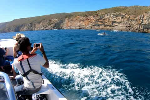 Delfintur fra Sesimbra