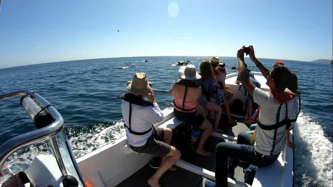sesimbra dolphin arrábida coastline boat tour