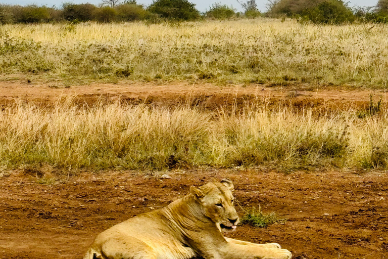 Nairobi Park Safari, Sheldrick's Orphanage & Giraffe Center Shared Drive in Open-Roof Van Game Drive