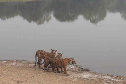 Desde Jaipur Excursión nocturna al safari de tigres de Ranthambore
