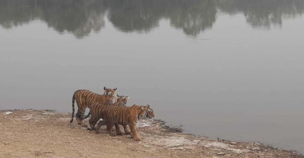 Jaipur Desert Safaris in 2021 Best Tours of India GetYourGuide