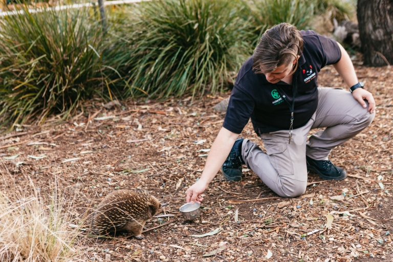 Ab Hobart: Halbtägige Tour zum Bonorong Wildlife Sanctuary