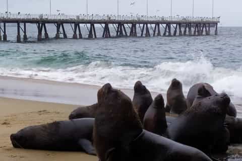 From Santiago: Highlights of Valparaiso and Viña del Mar