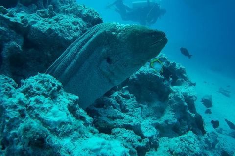 Hurghada: Snorkling och dykning 6 x 1 Yacht Trip till Orange BayTur från Hurghada