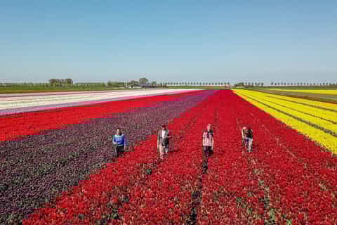 From Amsterdam: Tulip Fields, Windmills & Local Experiences